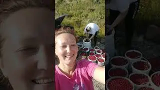 сбор ягод брусники
