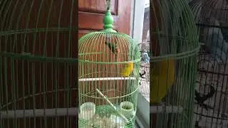 point burung jalak kuning