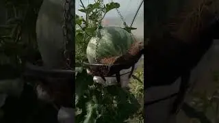 жаркое лето, 🍉