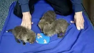 Orphaned Baby Foxes