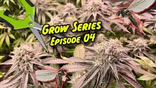 Growing Organic Cannabis - Amendments, Fungus Gnats, Defoliating & Power Outages