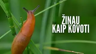 5 priemonės nuo šliužų: kas iš tikrųjų padeda?