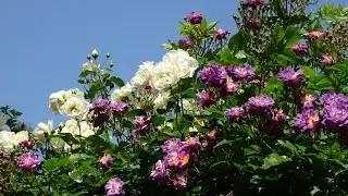 20150514　rose garden
