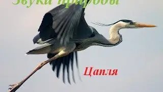 Звуки природы для детей ♪ Голоса птиц для детей ♪ Цапля