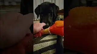 scared or chicken?#dog #funny #labrador