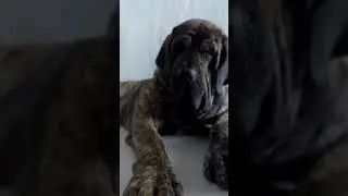 Fila Brasileiro - Caso sério.