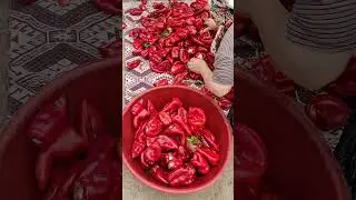 Salçalık Biber 🔥🌶️🔥