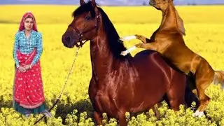 Power full Horse meeting