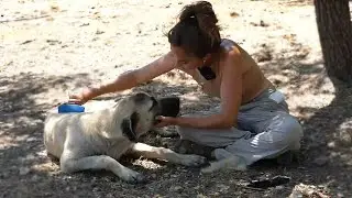Maya brushes a CUTE shy puppy at the farm
