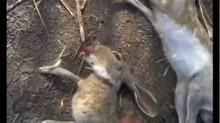 ROAD KILL