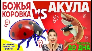 Пушистые факты