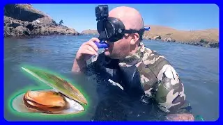 Snorkeling for Taylors mistake mussels & make mussel chowder