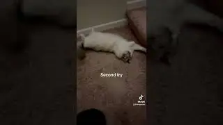 I can’t walk pass my cat without her getting belly rubs.