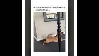 Corgi got bullied #dogs