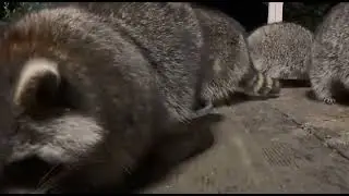 RACCOON RAVINE: Snoopy the Water dish Squatter
