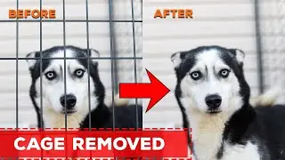 Remove Fence in Photoshop | dog cage removed in photoshop 2023 