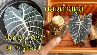 ปลูกบอนดำสตูล วิธีปลูกบอนดำสตูล 14 วัน แตกยอดออกใบสวยงาม Alocacia Black Satun
