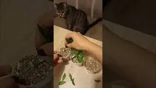 Размножение гортензий зелеными черенками. Сибирь, МАЙ 2024
