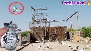 Aj To Kisi Ki Pathi Chat Par Utri 🔥 Kabootar Pakra