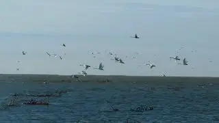 Дельта Волги