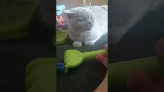 British shorthair lilac girl cuddling