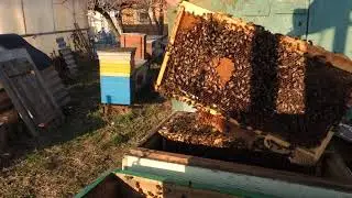 Всё дело в ПОРОДЕ пчёл!? Расширяю вторым корпусом 7 апреля