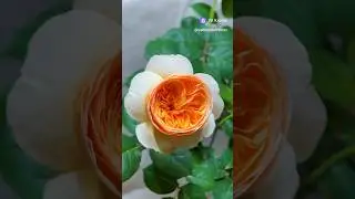 🌸 Круглогодичный вегетарий ❄️ 