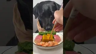 Ele comeu até mato! 😳😱😂