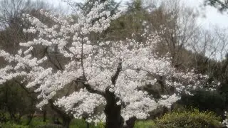 桜 2024