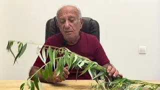 Ashot Ashotyan - Ուռենի, ուռուցքներին կվանի