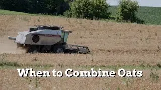 When to Combine Oats - Practical Cover Croppers