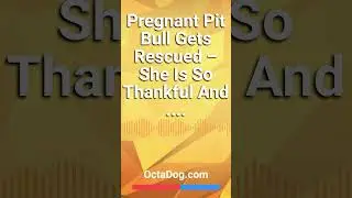 Pregnant Pit Bull Gets Rescued – She Is So Thankful #shorts #dogs #dogshorts  (OctaDog.com)