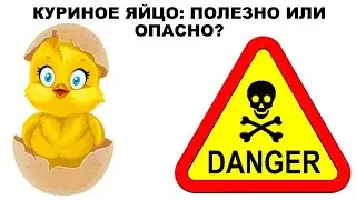 лекция: КУРИНОЕ ЯЙЦО: ПОЛЕЗНО ИЛИ ОПАСНО?