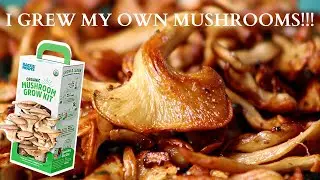 I Grew My Own Oyster Mushrooms!!!