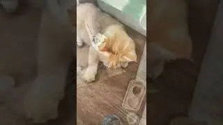 Жизнь сказка #кисёныши #cat #котики #мятный#animals #funny #cute