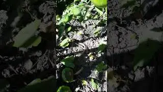 фитофтора уничтожает помидоры