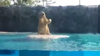Белый медведь в зоопарке Сингапура (Singapore Zoo)