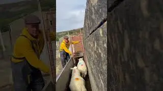 Super duper sheep seperating #farming #sheepfarming #youtubeshorts #viralshortvideo