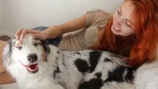ALL ABOUT AUSTRALIAN SHEPHERDS