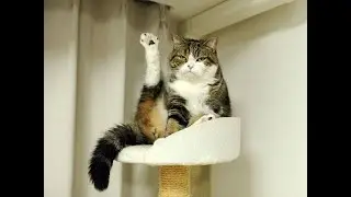 Коты с поднятой задней лапой, коты делают 