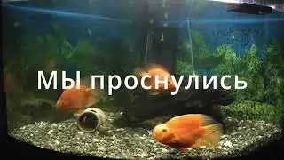 Красный попугай жизнь рыбок