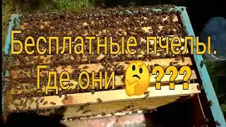 Бюджетный вариант. Заводим пчёл или увеличиваем пасеку. Как???