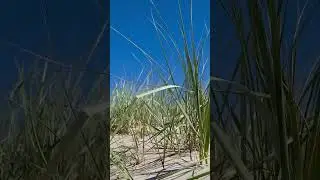 The Sand Dunes of Baltic Sea
