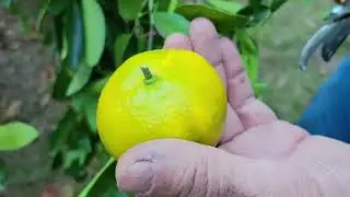 39 On ONE Tree!  Container Grown Satsumas