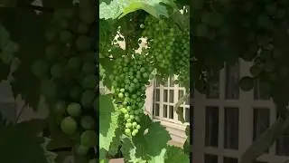 Refresh yourself with Fresh Grapes #grapetree #freshfruits #norway #grape-harvest #healthy #bergen