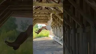 Just a Hanging!! #rock #shorts #fun