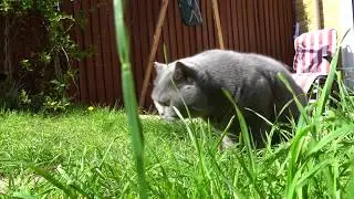 放轻松🎻🐱   肥英短的每天日常