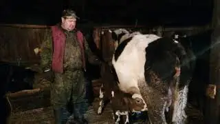 Как приучить корову к чужому теленку.