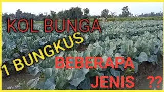 budidaya kol bunga dataran rendah