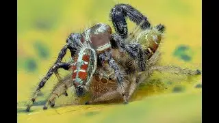 Jumping spider mating